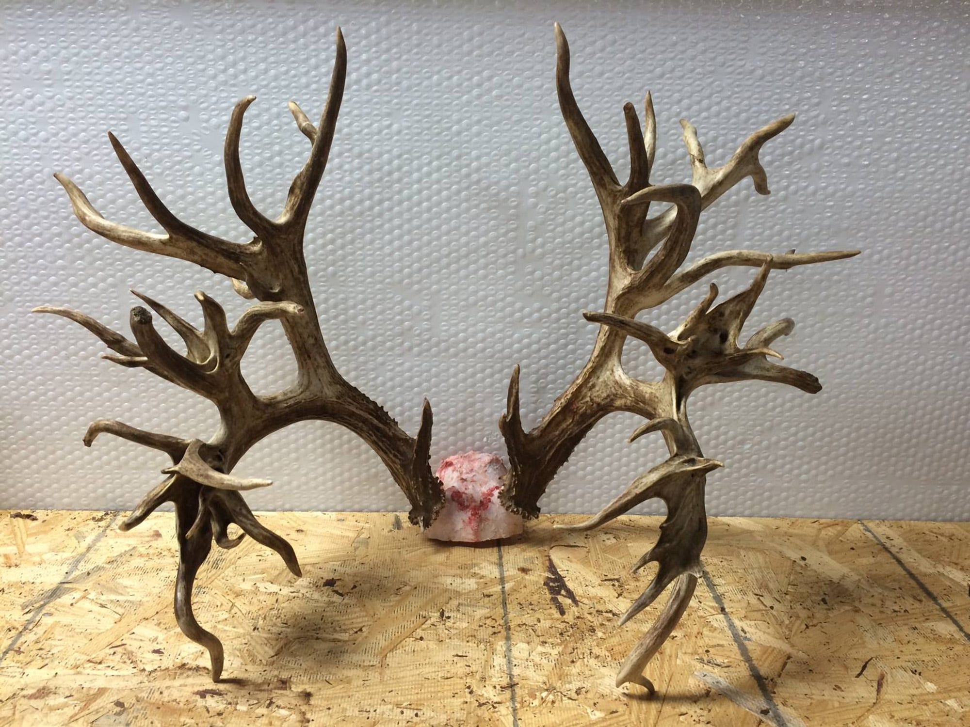 Potential world-record deer antlers 